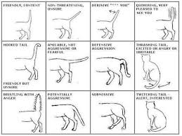 Pin On Cats
