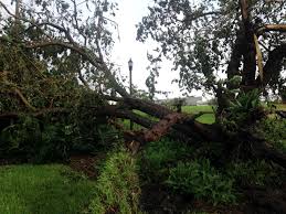 Maybe you would like to learn more about one of these? 6 Worst Trees To Plant In Phoenix Lawnstarter