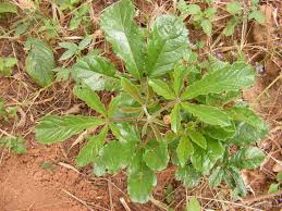 Image result for Vitex madiensis