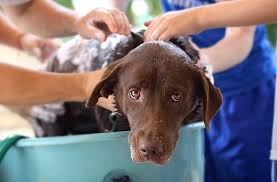 Image result for what do lice look like in dog fur