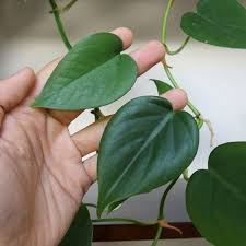 Pothos Vs Philodendron Jardineria