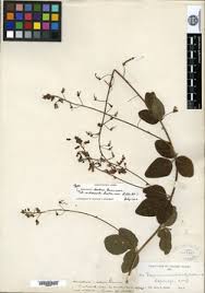 Image result for Desmodium subsecundum