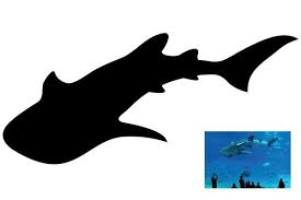 Shark silhouette shark art khao lak underwater life underwater photos wale great white shark shark week ocean life. Designs By Crealogo88 Silhouette Drawing Of A Whale Shark Shark Art Silhouette Drawing Shark Drawing