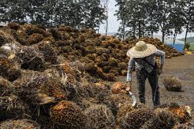 Palm oil supply in malaysia, indonesia to rise in april: Malaysia S Boustead Said To Mull Options For Palm Oil Unit Bloomberg