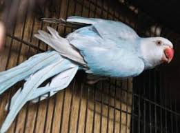 Needless to say, with all these peculiar and exotic details, the african ringneck parakeet is a charming and beautiful bird. Raising The Radiant Ringneck Parakeet Animal Scene Magazine