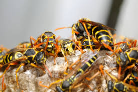 Etimologie în limba română aceste insecte se numesc rusalii deoarece apar în același timp cu sărbătoarea rusalii. Atacul Viespilor In Marea Britanie ExplicaÈ›ia Comportamentului Agresiv Al Insectelor Stirileprotv Ro