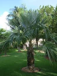 Image result for Coccothrinax