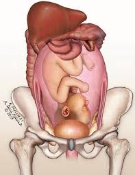 Image result for uterus