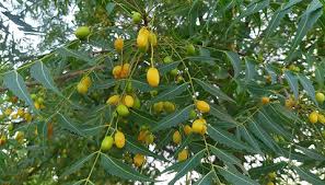 Image result for Azadirachta