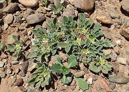 Image result for Aizoon schellenbergii