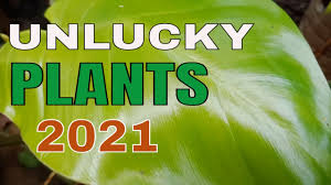 We did not find results for: Unlucky Plants That Bring Bad Luck To Your Home This 2021 Malas Na Halaman Ayon Sa Feng Shui Youtube