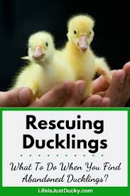 A diet that provides all of the duck's daily nutritional needs. What To Do If You Found A Baby Duck Life Is Just Ducky