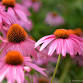 Native Plant Gardening Team event image