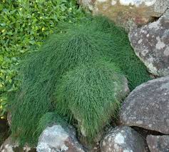 Wholesale Nursery Wholesale Plants Plants Shrubs Casuarina Cousin It 175mm Wholesale Plants Plants Hedging Plants