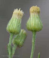 Image result for Erigeron sumatrensis