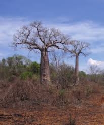 Image result for Ellipanthus madagascariensis