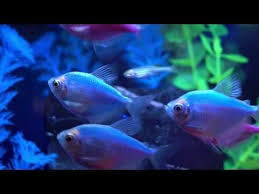Best Light For Glofish The Pet Supply Guy In 2020 Glofish Pet Supplies Glofish Tank