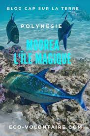 Moorea Un Petit Paradis Voyage Tahiti Voyage En Polynesie Blog Voyage