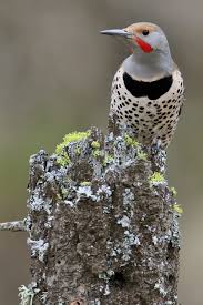 Common Birds Of North Idaho Northern Flicker Palouse River Idaho Usa April 5th 2019 Northern Flicker Flicker Palouse