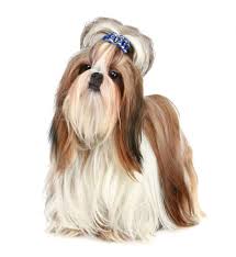 Our small, usda licensed farm is located at the top of a hill overlooking a wooded valley in se iowa. The Shichon A K A Shih Tzu And Bichon Mix Everything You Need To Know K9 Web