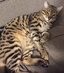 My baby has been missing for over a month now, and i want him back so badly, said mrs. Lost Bengal Cat Wdef