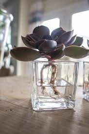 This avoids the risk of losing a single plant as you can propagate more from the leaf cuttings. How To Make A Hydroponic Vase To Hold Succulents Ehow Indoor Water Garden Plants Grown In Water Water Plants