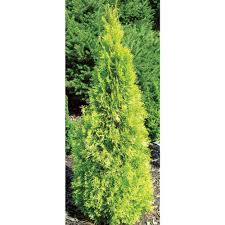 Prune in early spring before onset of new growth. Proven Winners 3 Gal Polar Gold Arborvitae Thuja Live Evergreen Shrub Yellow Foliage Thjprc1013135 The Home Depot Evergreen Shrubs Arborvitae Emerald Green Arborvitae