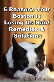 Understanding a boston terrier's diet requirements. Pin On Boston Terriers