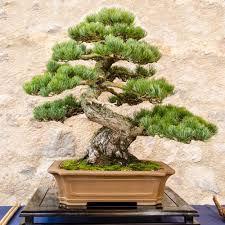 Bonsai trees are not genetically predetermined to grow small, as one might instinctively believe. Know Some Of The Wacky Shapes Of Bonsai Ferns N Petals