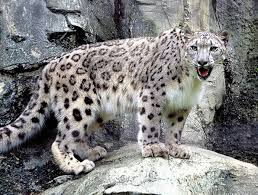 Resultado de imagem para leopardo das neves