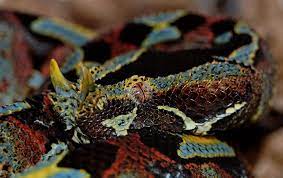 Bitis Nasicornis Rhinoceros Viper In 2021 Rhinoceros Viper Milk Snake