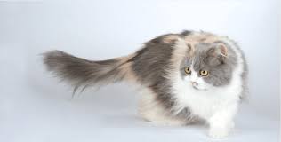 Wonderfold is a small, hobby style, home based cattery. Highland Straight Cat Everything To Know On This Cat Holidogtimes