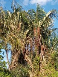 Image result for Syagrus romanzoffiana