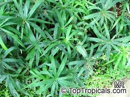Image result for Cyperus mollipes