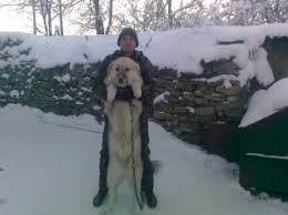 фильм жажда скорости 2 смотреть онлайн в хорошем качестве Skachat Film Need For Speed Zhazhda Skorosti 2014 Mp4 Na Telefon Besplatno