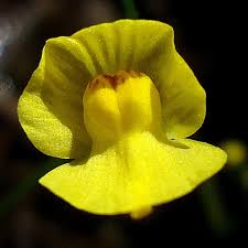 Image result for Utricularia gibba