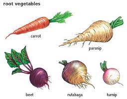 Root Vegetables Vegetables Root Vegetables Fruits And Vegetables Vegetables