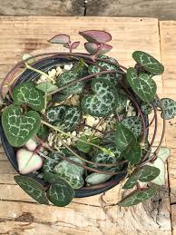 Image result for Ceropegia filipendula