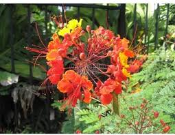 Image result for Caesalpinia rostrata