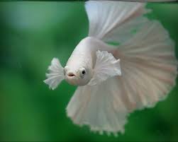 Pin By Rn Chalmers On Fish Tank Betta Betta Fish Betta Fish Care