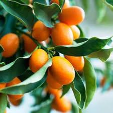 Apple, peach, plum and pear trees all grow well in a variety of climates. 21 Summer Fruit Bearing Trees Ideas Fruit Fruit Bearing Trees Fruit Trees