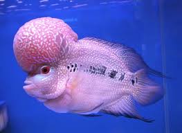 Memiliki aquarium indah dengan ikan yang sehat adalah salah satu terapi mata yang menyenangkan. 29 Ikan Hias Air Tawar Cantik Gambar Untuk Dipelihara
