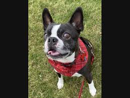 Feel free to browse hundreds of active classified puppy for sale listings, from dog breeders in pa and the surrounding areas. Rzla Vv3pcszgm