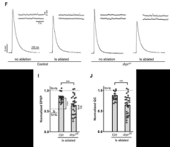 Glial Draper signaling triggers cross-neuron plasticity in bystander  neurons after neuronal cell death