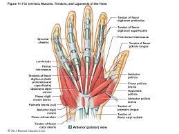 Kinematics and static analysis of the finger is done, and the results indicate that the prosthetic finger structure is. Figure 11 11d Intrinsic Muscles Tendons And Ligaments Of The Hand Synovial Sheaths Lumbricals Palmar In Human Anatomy And Physiology Arteries Anatomy Anatomy