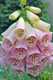 Image result for Digitalis purpurea