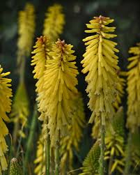 Image result for Kniphofia