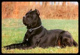Il cane corso italiano è una razza canina che viene, come suggerisce il nome, dall'italia. Il Cane Corso Un Guardiano Dal Cuore Grande