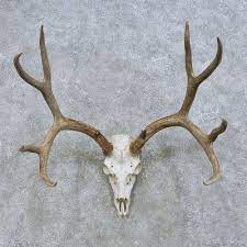 Photo guide to scoring mule deer muley freak. Pin On Grooms Cakes
