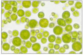 Image result for Microchloa altera